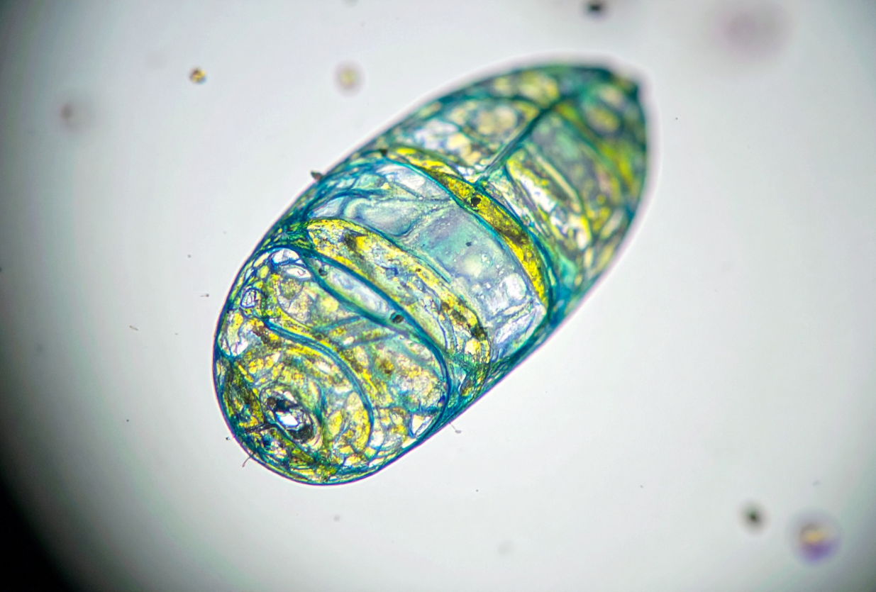 Unlocking Mitochondrial Health: The Role of Dulse Botanical Complex in Cellular Energy and Vitality