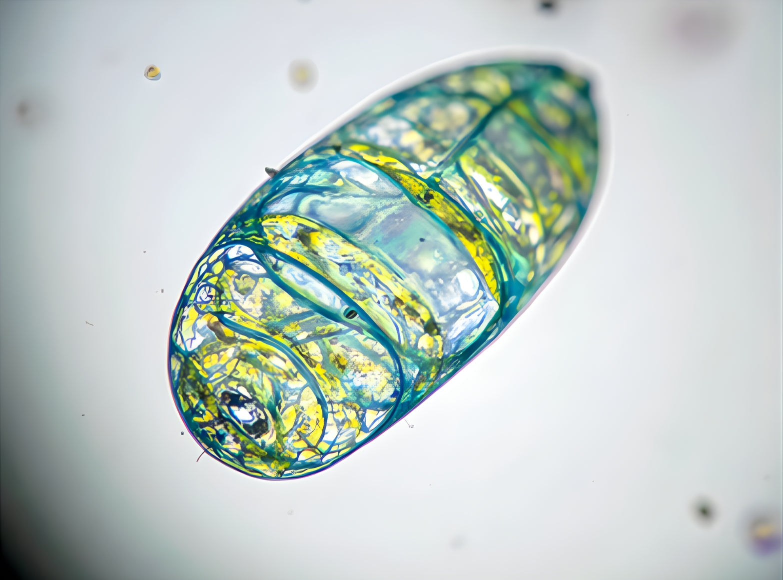 Unlocking Mitochondrial Health: The Role of Dulse Botanical Complex in Cellular Energy and Vitality